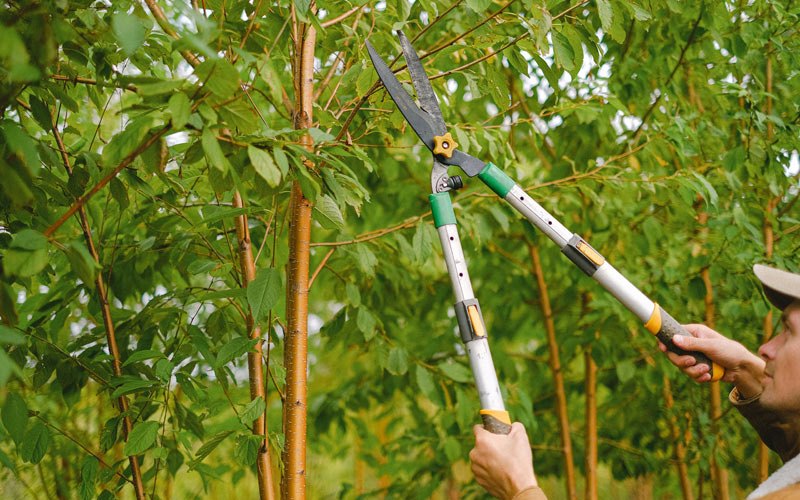 Tree trimming in Wyandanch, NY